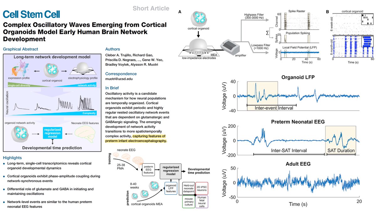 EricTopol's tweet photo. Developing #brain organoids at 9 months in a dish w/ electrical activity that simulates preemie human babies
@CellStemCell @CellPressNews 
https://t.co/aDeyIyxvt1
@trujillo_cleber @bradleyvoytek Alysson Muotri &amp; colleagues @UCSDHealth @UCSDMedSchool 
using #AI to assess the NN! https://t.co/zLJtuuYQDD