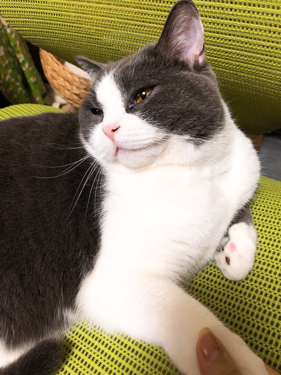 ちょっと席立ったらまたねこに占領されてた
かわいいからゆるす… 