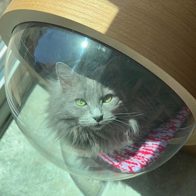 BuntsBiscuits's tweet image. Mimi in the #bubblebed #catbubble #bubblecat #greeneyedcat #greycatsofinstagram