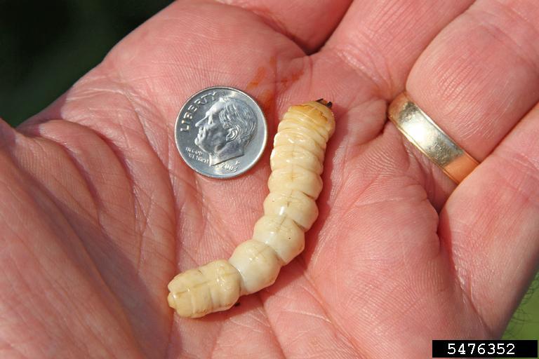 Center for Invasive Species and Ecosystem Health tweet media