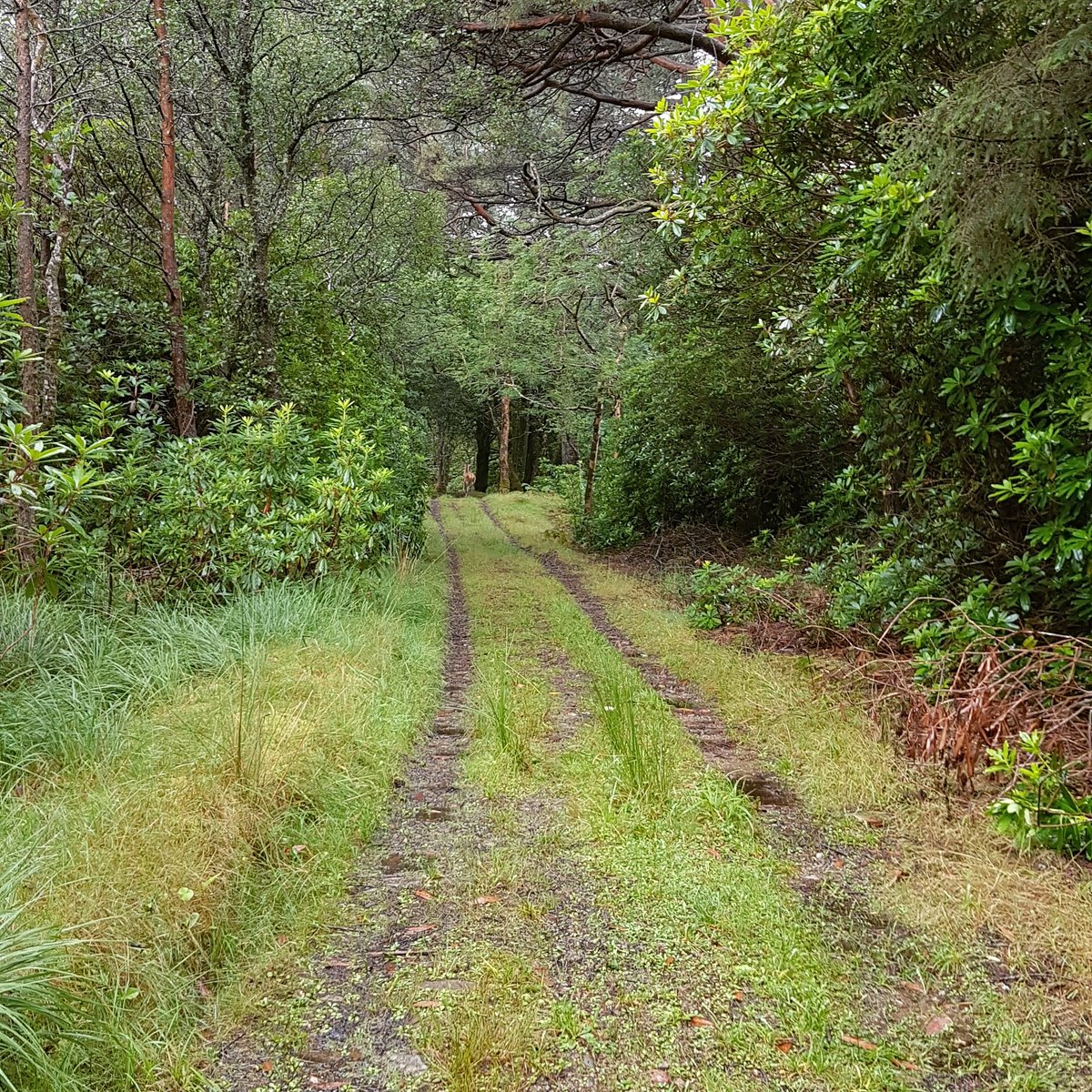 Errigal_Hostel's tweet photo. Nothing like a walk to clear the cobwebs π can you spot bambi in the photo? #exploreerrigal #dunluiche #dunlewey #bambi #spotthedeer #walk #stayandwander #donegal https://t.co/ltZ6eXCjCW