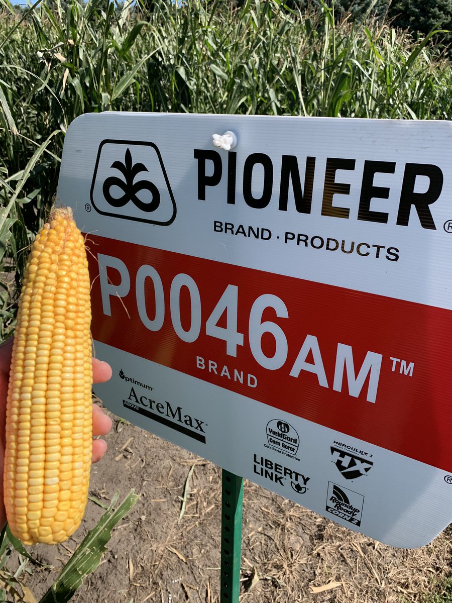 gregdhanson's tweet photo. The #cornrevolution in @PioneerSeeds is strong. #P0046AM is part of it, 22 round and 40 long. This new 100 day is going to be turning heads this fall. https://t.co/SghRupOtCJ