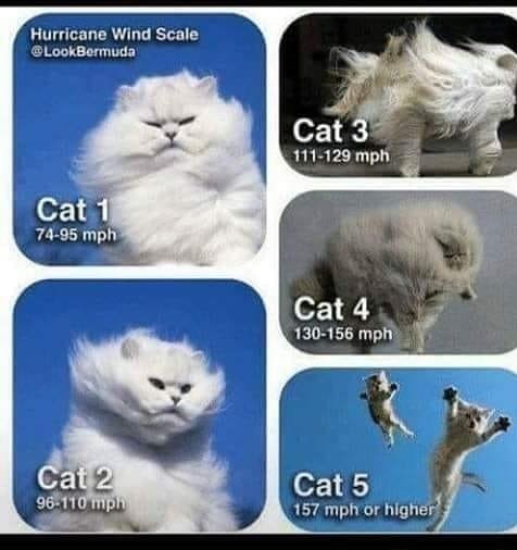 shelleyvets's tweet photo. Know your Cats...#hurricandorian https://t.co/d07LMtNnBc