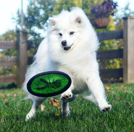 DogEskimon's tweet photo. #dogslover #dogsofinsta  #dogsforlife #dogsmile #dogsarefamily https://t.co/Ok1GhzlZQZ