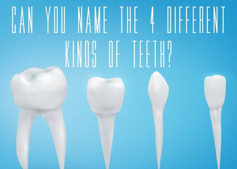 Humans have molars, premolars, incisors and canines.