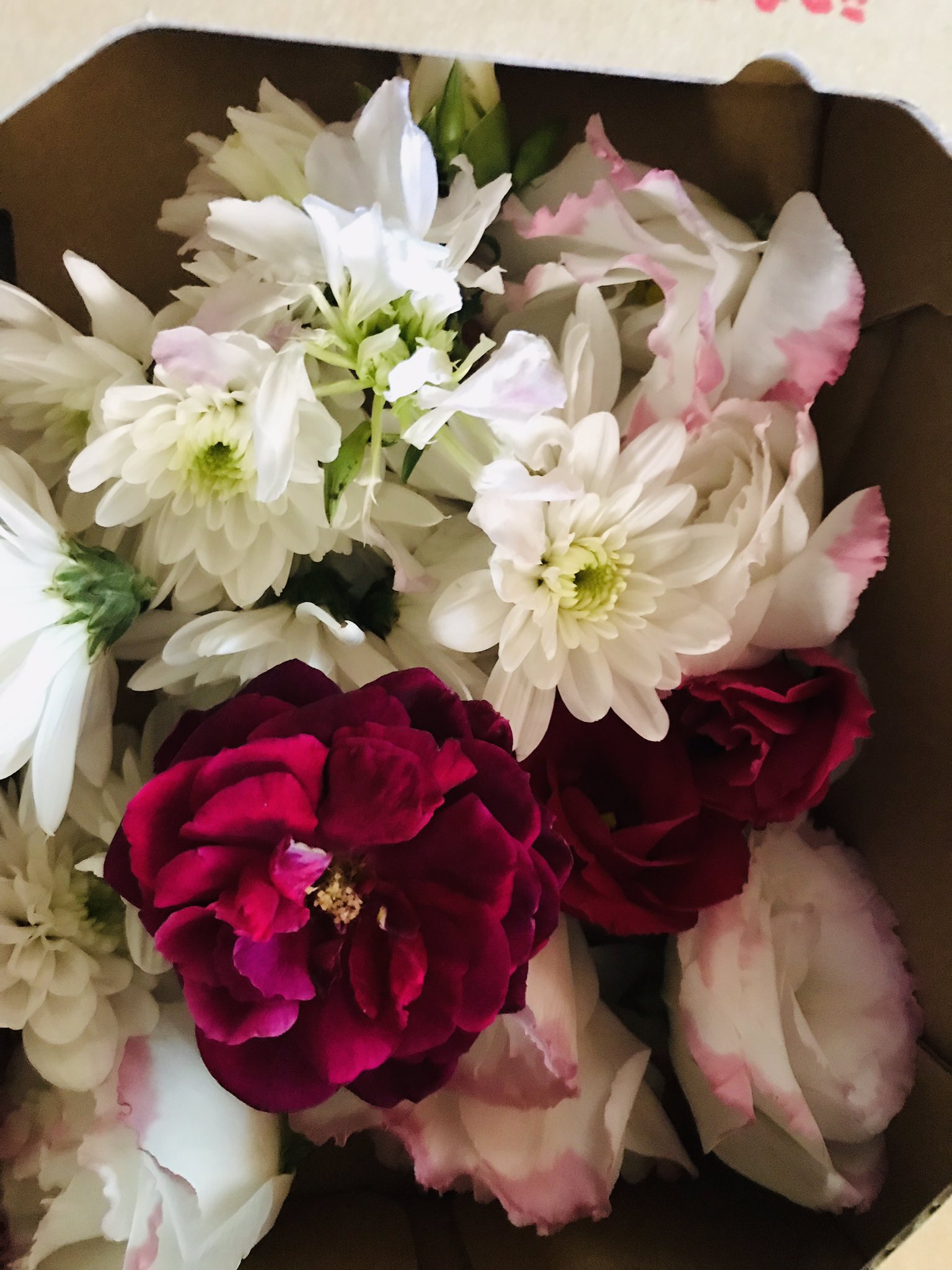 تويتر ちいさな家族にありがとう 虹の架け橋ぷう على تويتر 虹の架け橋ぷうのおまかせプラン 収骨 までできないご家族に代わり お迎えから火葬 収骨をさせていただきご家族の元にお返しします お気に入りのお庭の写真とお花とお母さんのハンカチであの子を包んで