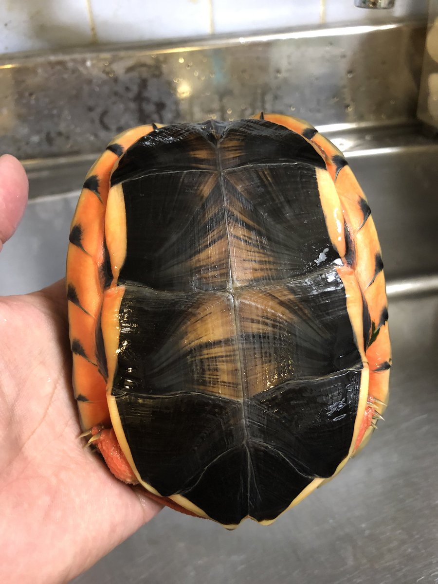 ハイナンミスジハコガメ 2017年CB

14cmになりました🐢