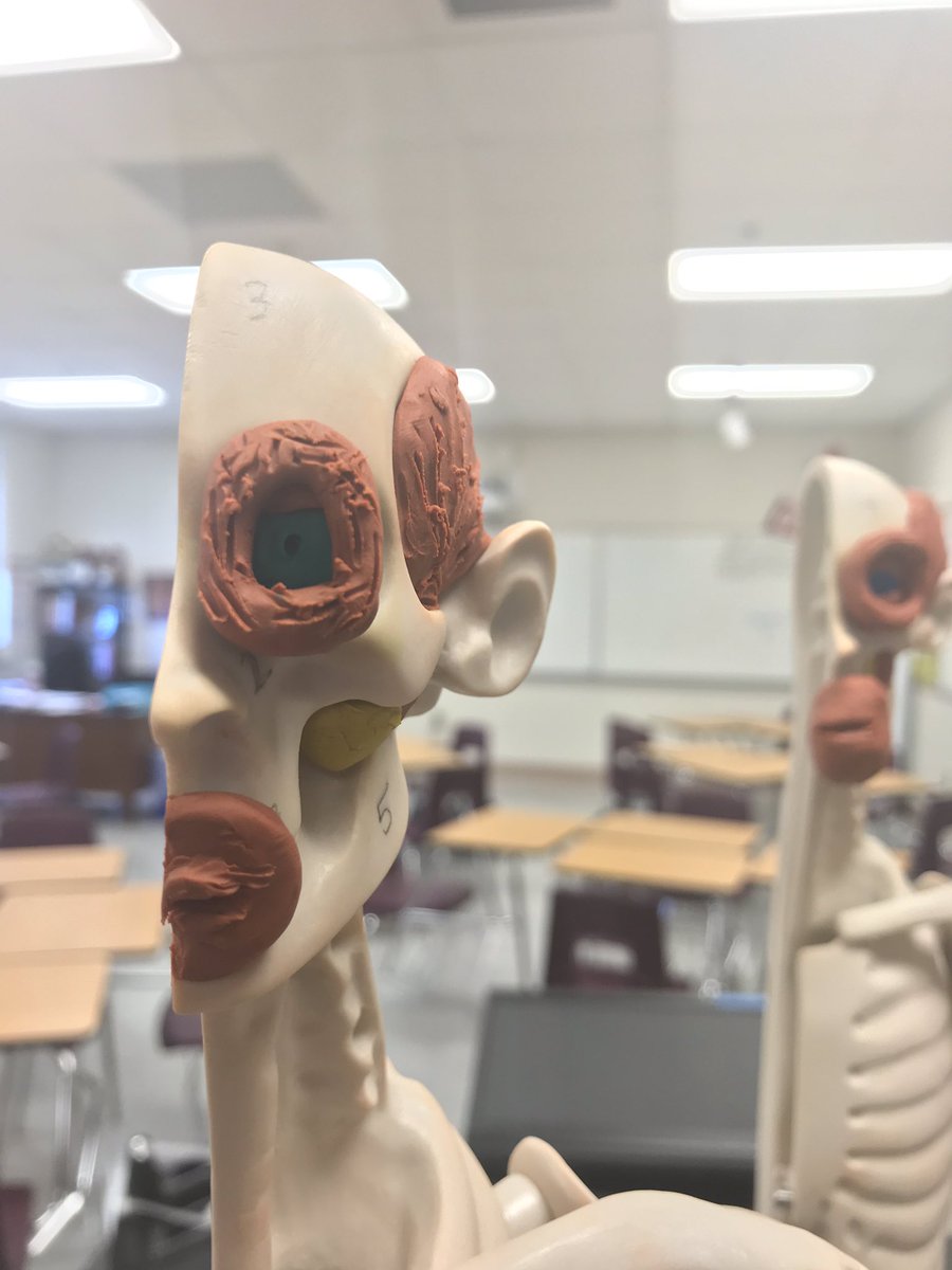 msgreenscience's tweet photo. The many faces of #humanbodysystems! @AcademiesofLou @atherton_high @PLTWorg https://t.co/ZN90NJvgpT