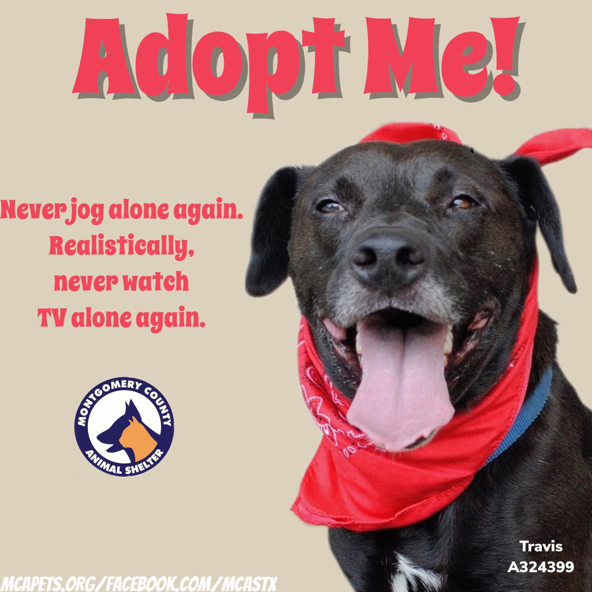 Curling up next to your pup watching your favorite television show is the best! Travis would be happy to curl up next to you on a couch and he hopes you adopt him! Travis is a 6 year old, neutered lab mix waiting for his forever family. bit.ly/mcasTRAVIS #thewoodlandstx