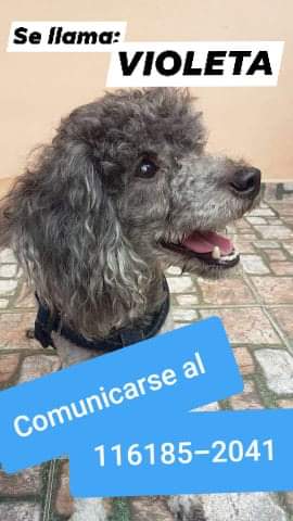 WendyOk_01's tweet photo. Por favor ayuden a DIFUNDIR esta perdida.. #LanusOeste #ValentinAlsina #callejeritos @refugioenalerta @PaulayRacing @ManosHuellas @unacuchaxfavor @Fortaleza_Pit @lizytagliani @paulitachaves @chinasuarez @refugioenalerta @ZaguatesRefugio  RT RT RT POR FAVOR!! Cualqier info ayuda. https://t.co/WPvvafbyWM