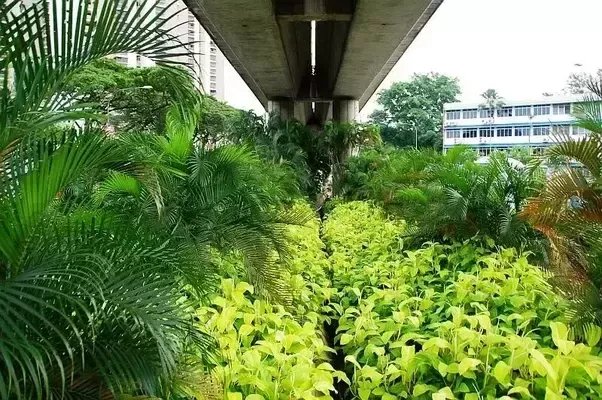 @chowkonyeow, @zairilkj, @hooipeng1215 I would like to propose that you to start a program to convert all the leftover space under flyovers around #Penang to 'green lungs' #greenery  #CarbonFootprint #mppp
