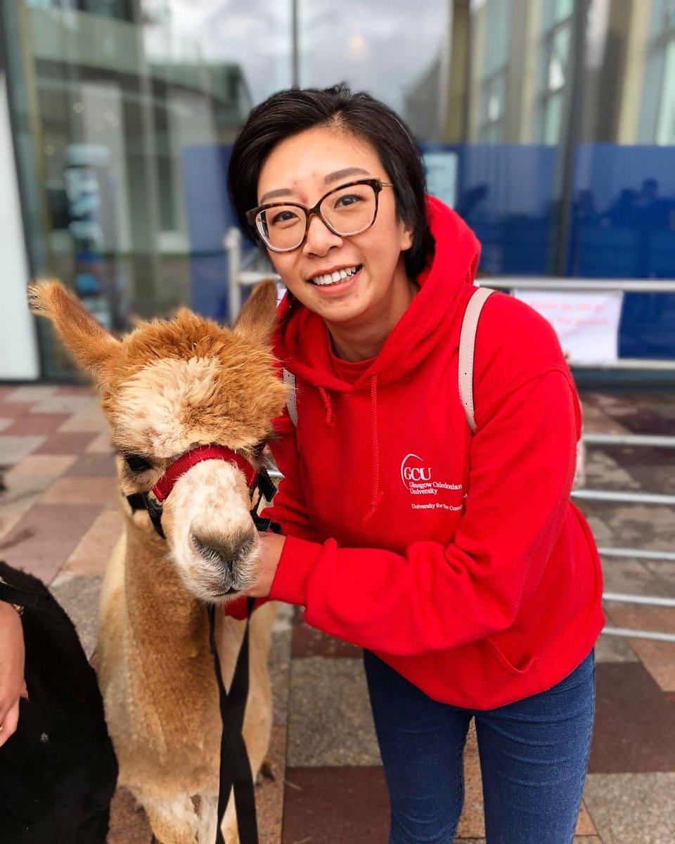 CrystalGalt's tweet photo. 2/2 Total icing on the cake to run into these alpacas on my way out. Thank you GCU ❤️❤️❤️ mentoring has been a total highlight of my student life and I'm sad to say goodbye! https://t.co/PI9IWphXX7