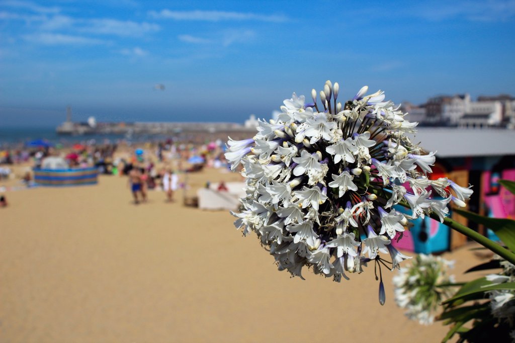 Flowers and sea! What else can I ask for? 💮🐳 @PicPoet @EarthandClouds @ThePhotoHour @PhotographyWx @LoveMargate #Margate, #England