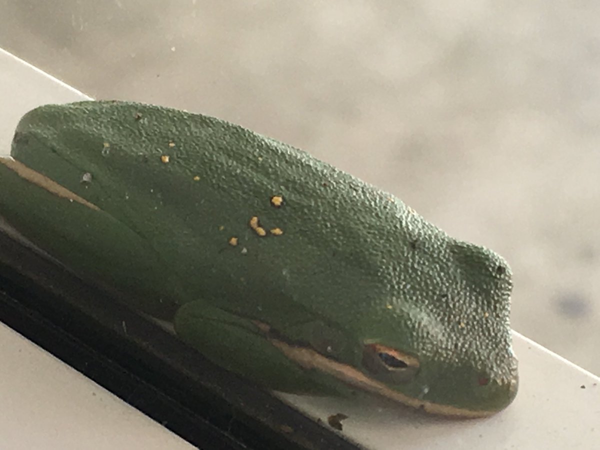 MaryAllenSLP's tweet photo. This little frog came to visit at Finch Elementary. We learned a new vocabulary word for the frog in speech today. We used the word “amphibian” in sentences. It was so much fun. #finchfalcons #mymisd https://t.co/emU7bzUrMG