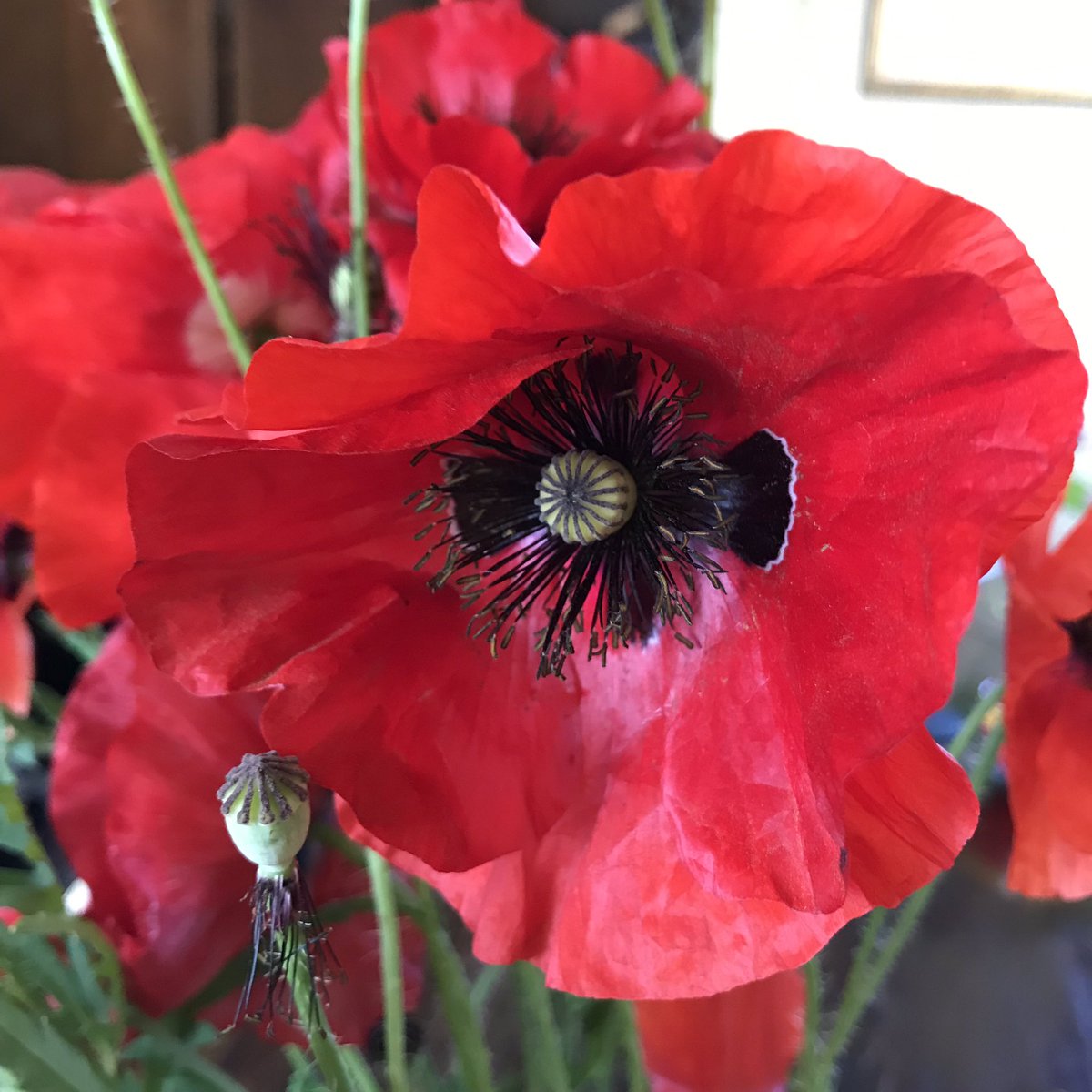 Vavendel's tweet photo. Zooo mooi😍 ❤️🌹geplukt door mijn lief, had hij niet moeten doen, gied bedoeld 🥰#klaproos #lovethem #uitdetuin https://t.co/0WhSyflqUY