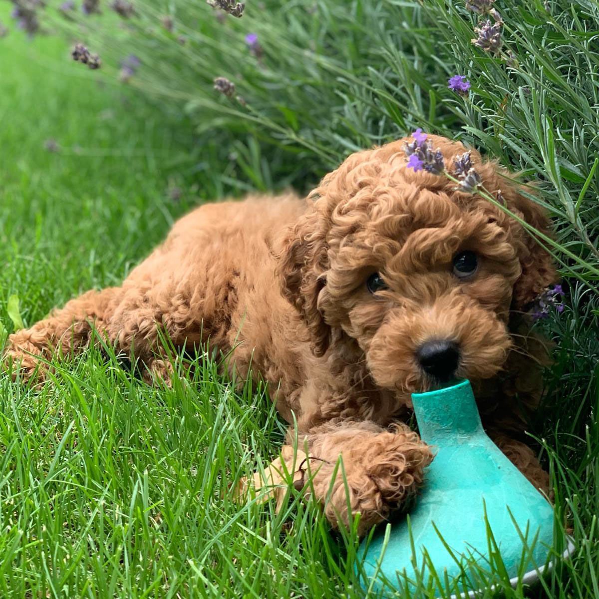 BorrowMyDoggy tweet media