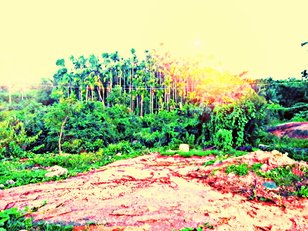 SSyedvlog's tweet photo. #Nature lover❤ https://t.co/NLrENKevp8