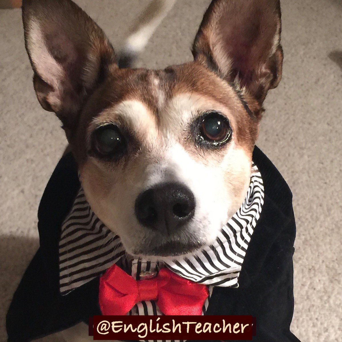 😱 The pooch says I missed #BowTieDay, so here he is, late, but dapper as always.

🎩DAPPER: elegant and stylish
🐶POOCH: fun way to say ‘dog’

🔗 bit.ly/FunLearn
🔗 bit.ly/English2e
🔗 bit.ly/CollegeInUSA

#esl #efl #english #learnenglish
#vocabulary #esol
