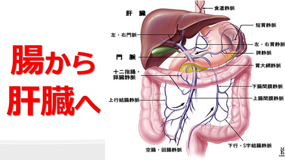 ট ইট র 尾形 哲 肝臓先生 肝臓から脂肪を落とす なぜ便秘で太るのか なぜ肝臓外科医が 便秘治療 腸内細菌にこだわるのか 末期肝硬変の方のほとんどが慢性便秘 門脈圧亢進 腸管浮腫 腸蠕動低下 便秘 肝臓での有毒物質解毒の低下 意識障害 腸の健康を