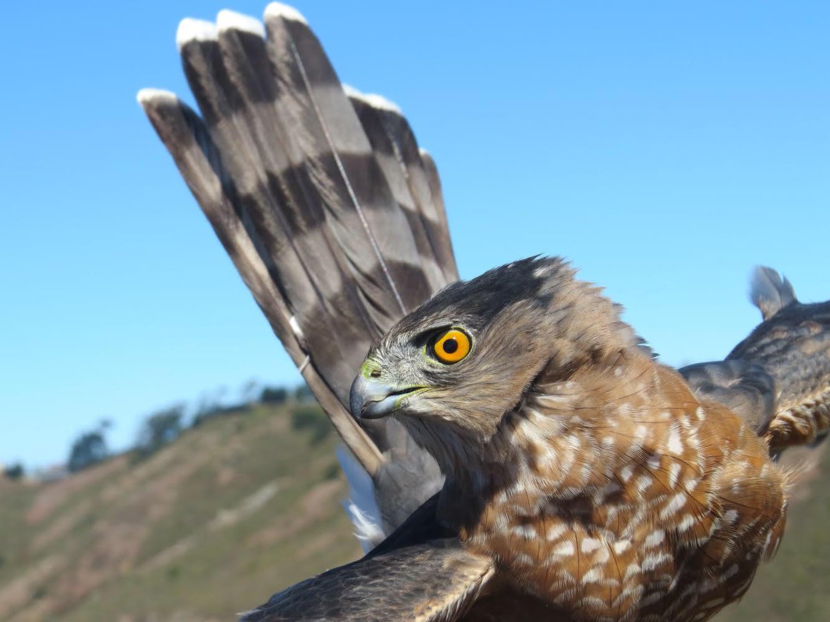 Calfalconcam On Twitter Coopers Hawks Like Peregrine