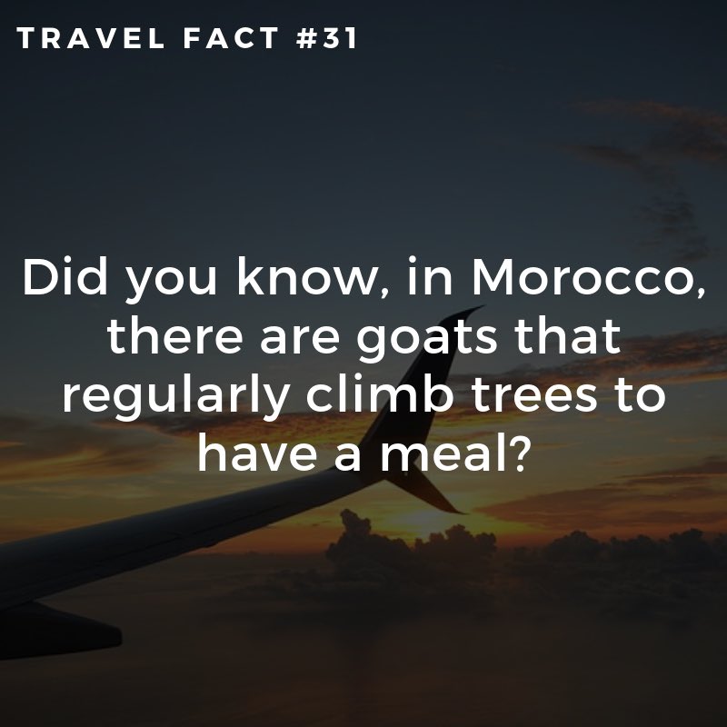 FunctionalTrav1's tweet image. functionaltraveller.com
Check out @functionaltraveller on Instagram, to find a pic of those goats in the trees😇