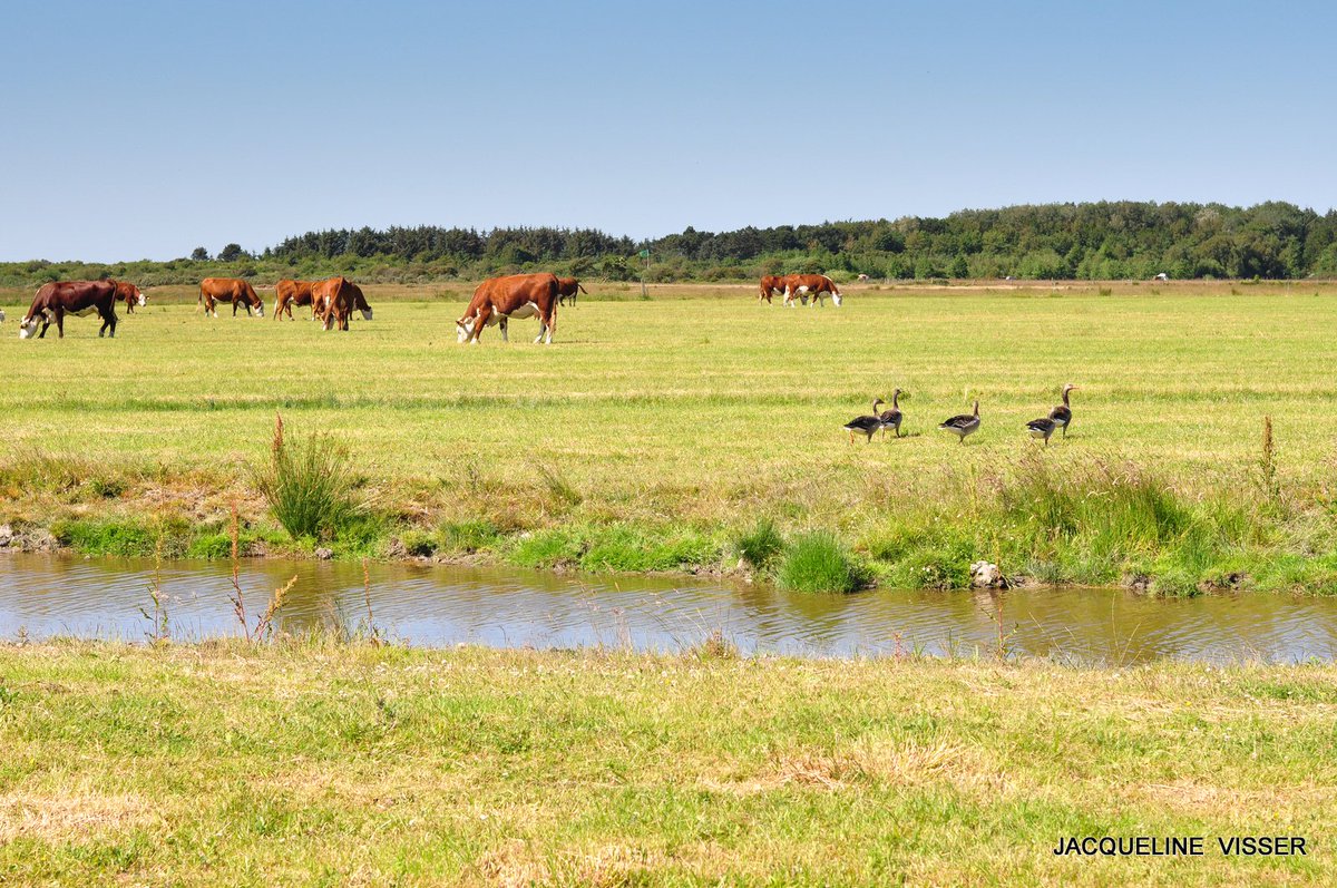 #Ameland deze koeien grazen in natuurgebied