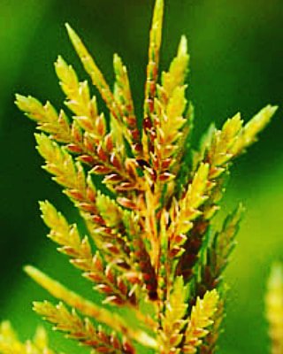 蚊帳吊り草 Twitter Search Twitter