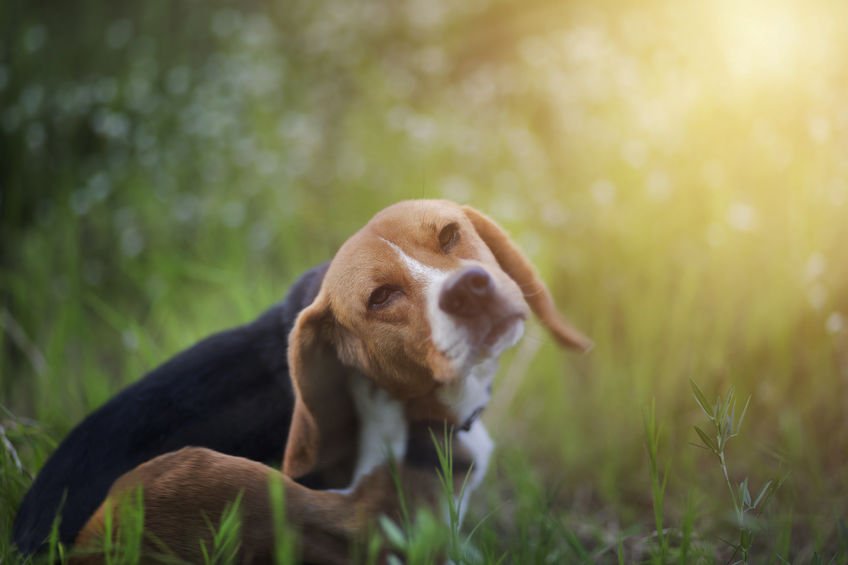 Flexpetz's tweet photo. How to Get Rid of Dog Fleas - https://t.co/JPaW5IqbjG https://t.co/h2wyh2JZ0M