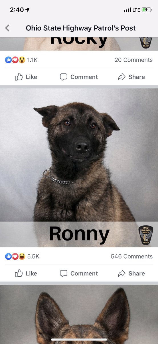 The Ohio highway patrol shared their dogs and I think I want them all 🥺