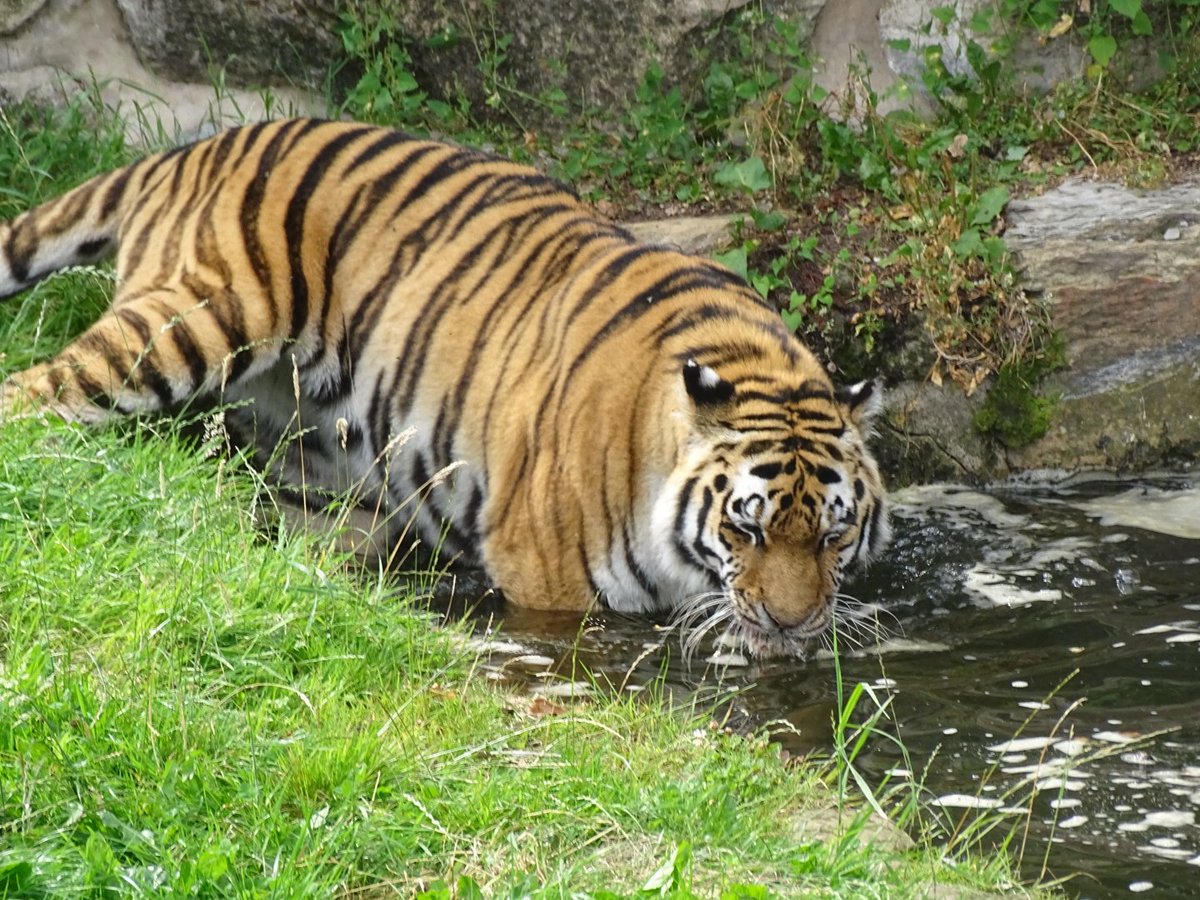 Beautiful tigers! #tigers #bigcats #stripeycats #wildlifepark #yorkshirewildlifepark #doncaster #yorkshire #daysoutinyorkshire #summer #august #animals #lovethem 🐯😍