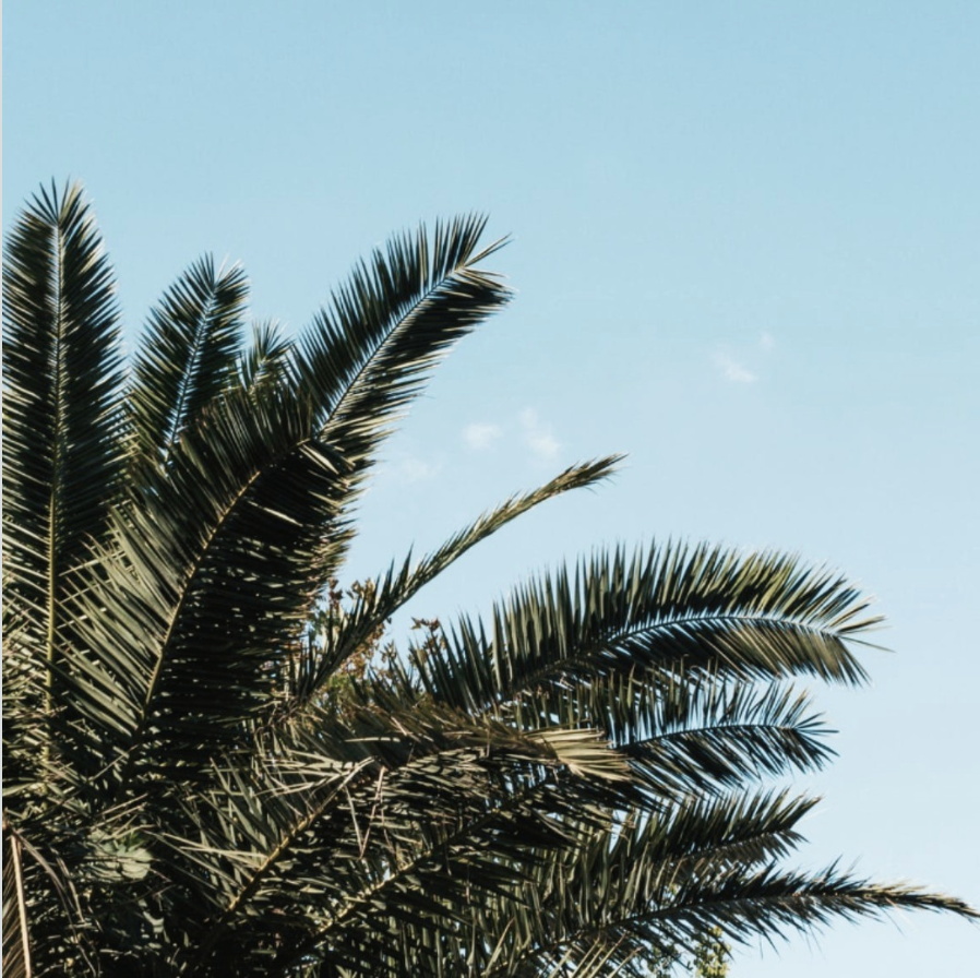 FlyNFishOysters's tweet image. Beach vibes🌴
 #newportbeach #newps #orangecounty #balboapeninsula #newportpier #nbpier