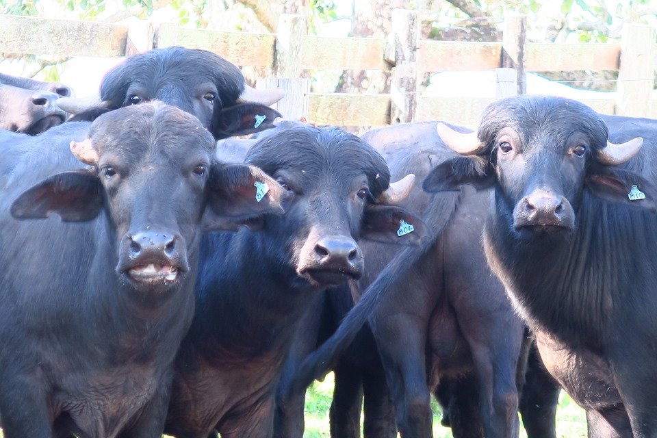 sortimentos's tweet image. Expointer 2019 : Ascribu apresenta produtos e destaca qualidade e vantagens do rebanho de búfalos
sortimentos.com.br/noticias-expoi…

#Expointer #Expointer2019 #Ascribu #FeiraExpointer #rebanho #búfalos #BarTanTan
#CarndeBufalo #Muçarela #MuçareladeBufalo #CarnedeBúfalo #CarneBovina #Bufalo