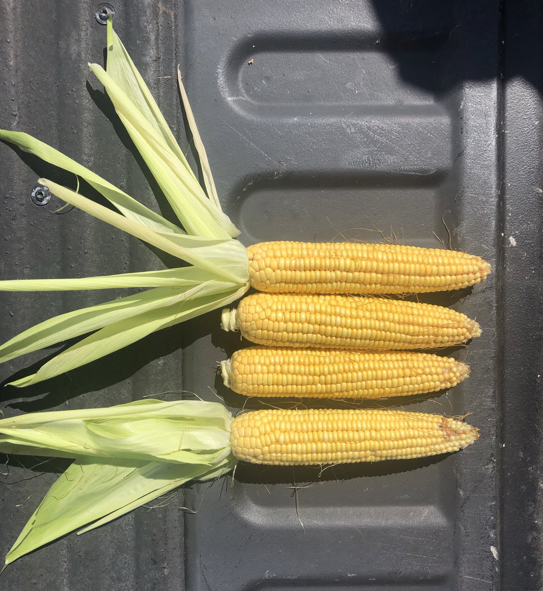 #Michlig19 198 bpa - south of Walnut