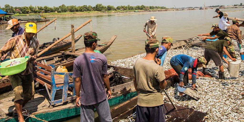 People of the Mekong River in Cambodia harvesting freshwater fish.