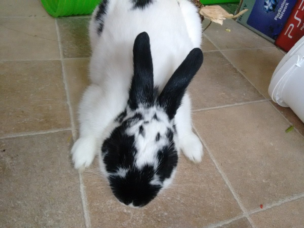 Bunny body language requires an entirely different dictionary. For example; a dog bowing its head can mean submission, or is a play request. A rabbit bow is a demand for grooming. This is a dominance behaviour, not submissive.Although Isaac looks terribly polite when he does it