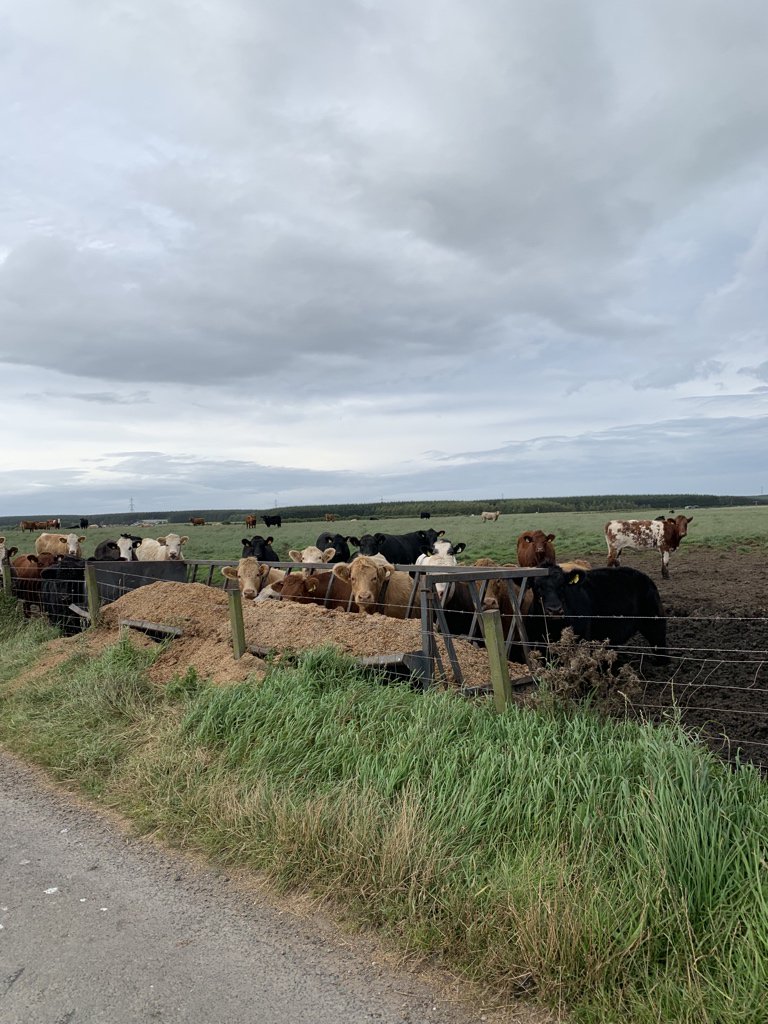 scotgaslass's tweet photo. When your study break half hour jog turns into a 4 mile farm track escapade it’s probably a sign you’ve been at the physics revision too long #operationfrca https://t.co/pwHLJoBTfh