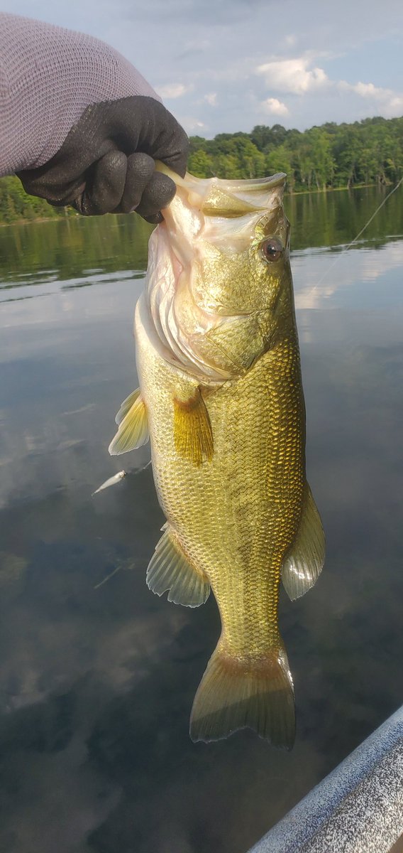 613Camper's tweet photo. A few fish pics from the 15th- 19th @CharlestonLkPP #happycampers #enjoynature #relaxinnature #soulreset #getoutdoors #camping #OntarioParks #lovenature #613camping #kayaking #fishing https://t.co/fA7HC2DLyT
