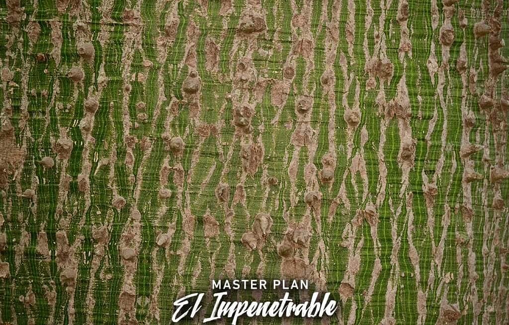 MPImpenetrable's tweet photo. *Dia Nacional del Árbol*
🌳🌲🌱🌾

"Cuando plantamos árboles, plantamos semillas para la paz y la esperanza". (Wangari Maathai)

"El que antes de su muerte ha plantado un árbol, no ha vivido inútilmente". (Martin Luther King)

#DiaDelÁrbol #TurismoChaco #Ecosistema #Naturaleza https://t.co/2uc4e1WFov