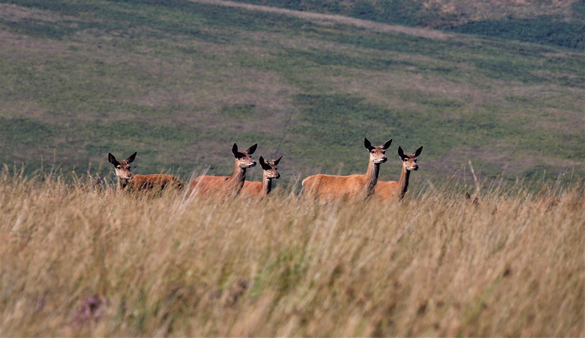 Exmoor at its best! #ExmoorPonies, #HighlandCows and #RedDeer 😁 <a href="/visitexmoor/">Visit Exmoor</a> <a href="/VisitBritain/">VisitBritain 🇬🇧</a> <a href="/VisitNorthDevon/">Sarah Steptoe</a> <a href="/VisitSomerset/">Visit Somerset</a> <a href="/NPExperiences/">English National Park Experience Collection</a> <a href="/ExmoorNP/">Exmoor National Park</a>