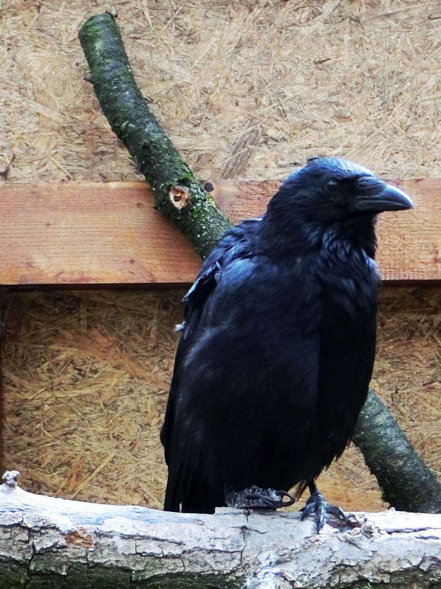 PlaceForBirds's tweet photo. Raven https://t.co/z1724rnbEQ