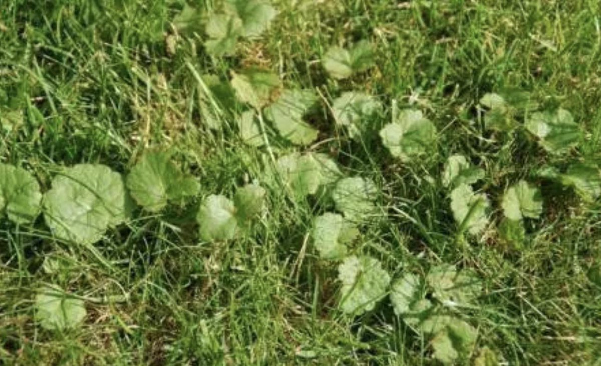 Wie weet hoe dit #onkruid? Mijn hele #tuin is ermee bedekt. Mocht je nog tips hebben hoe ik ervan af kom... ook graag! #dtv