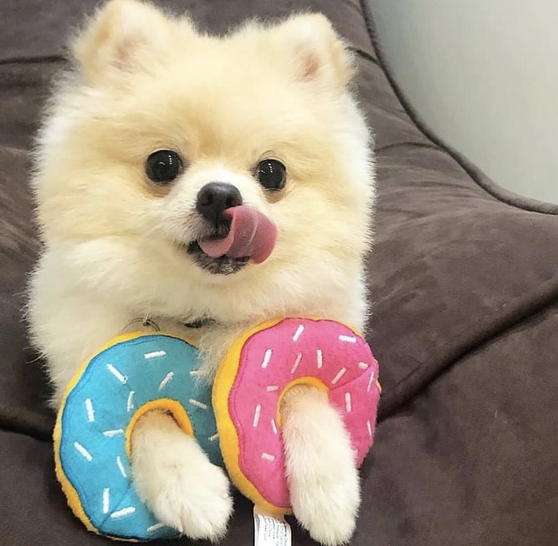 tony as poms (@tonyaspoms) on Twitter photo 