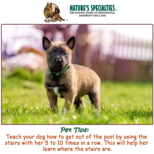 See our Products: naturesspecialtiesmfg.com 
#NaturesSpecialties #PetProducts #PetCare #Pets #PetSupplies #Groomers #PetFacts #FunFacts #PetTips
