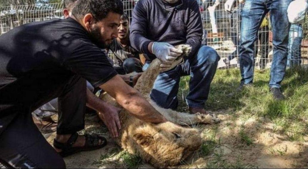 Protect_Wldlife's tweet photo. 14-Month-Old Lioness Declawed In Zoo So Kids Can Play With Her 🤬🤬!!  #DontBuyTheTicket 
https://t.co/9iZULdMzGL https://t.co/cMTP8JBNZ4