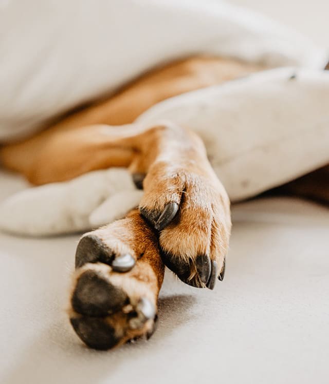 MagnoliaAptsLA's tweet photo. When it comes to #naptime, you can always count on your furry friend to show you how it’s done right! #welovepets #petfriendly https://t.co/EmAdWoyNrC
