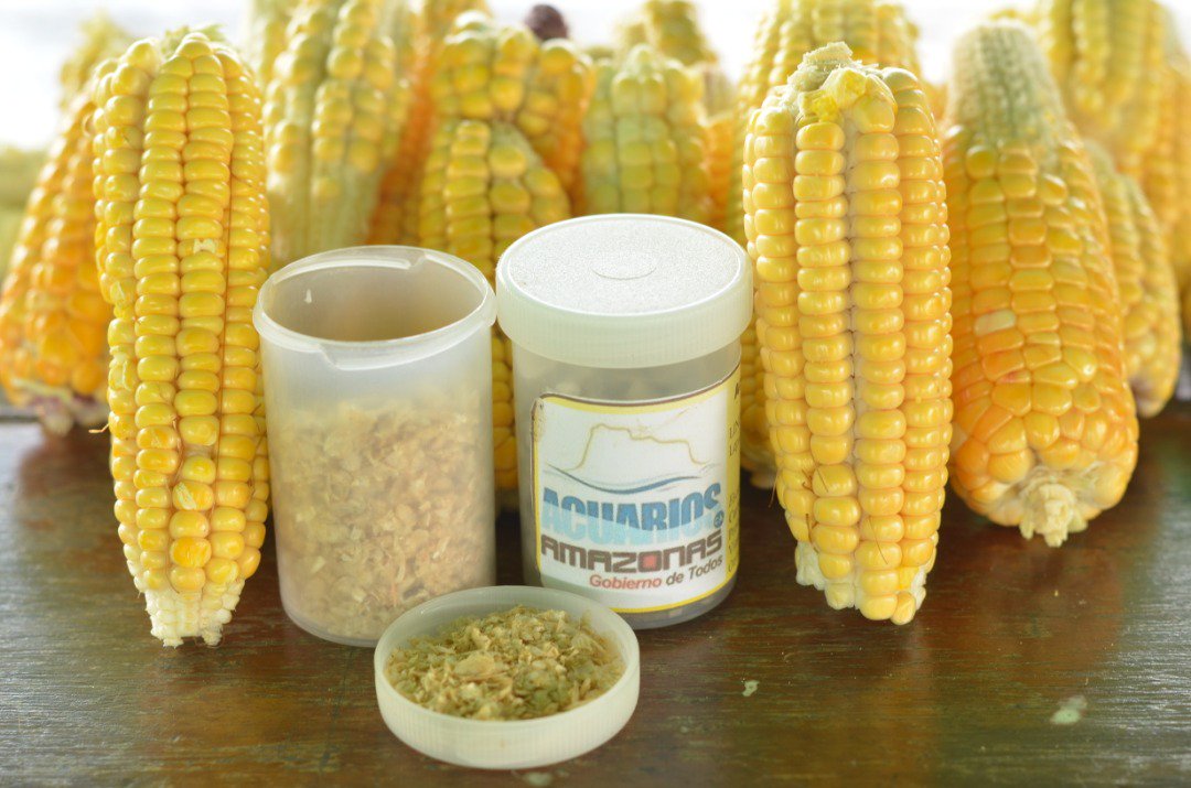 GobAmazonas's tweet photo. #EnFotos📸 I ¡PRIMERA COSECHA EN ACUARIOS🐟AMAZONAS C.A.!

Con este importante logro podremos realizar distintos tipos de alimentos de forma alternativa, asegurando los componentes necesarios a base de Maíz, Pira, Yuca y proteína animal

#AmazonasIndetenible #VenezuelaInvencible https://t.co/Du97ue2pSn