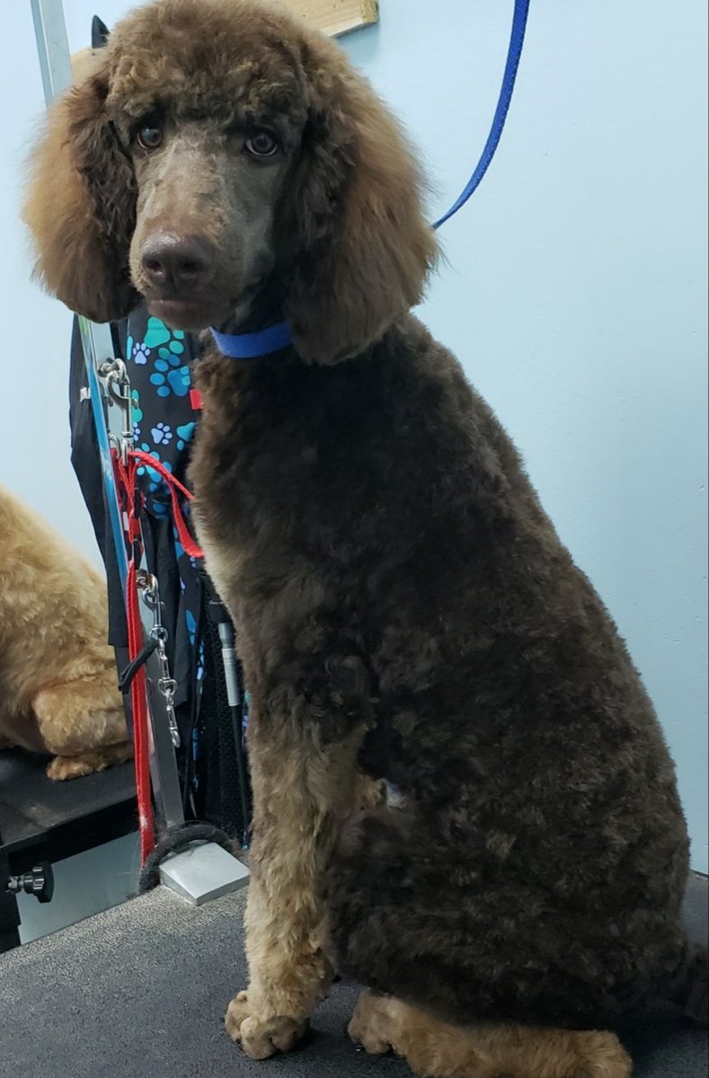 poodles first haircut