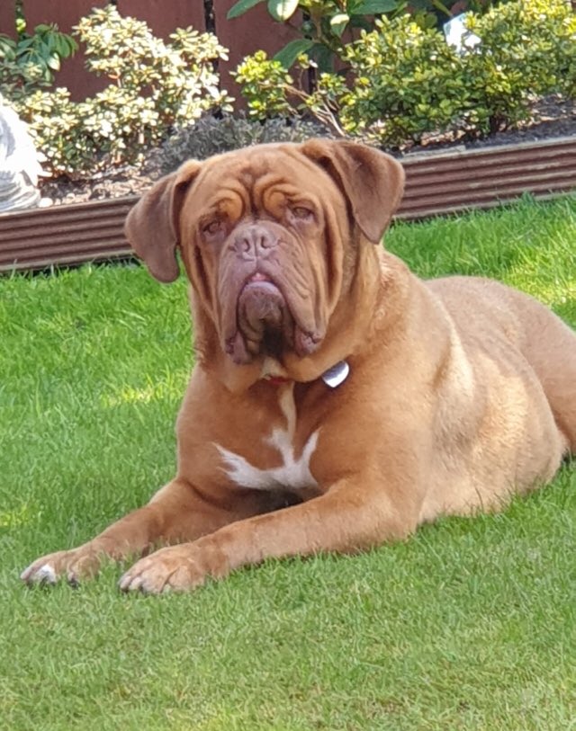 metcuf's tweet photo. Dog of the day. April is a 4 year old Dog De Bordeaux. Her owners have done a sterling job giving her a forever home. It was such a privilege today for me to meet and work with her and her new family. #dogdebordeaux #dogtraining #onetoonedogtraining @mbarkdogtraining https://t.co/wbkR7AUWRb