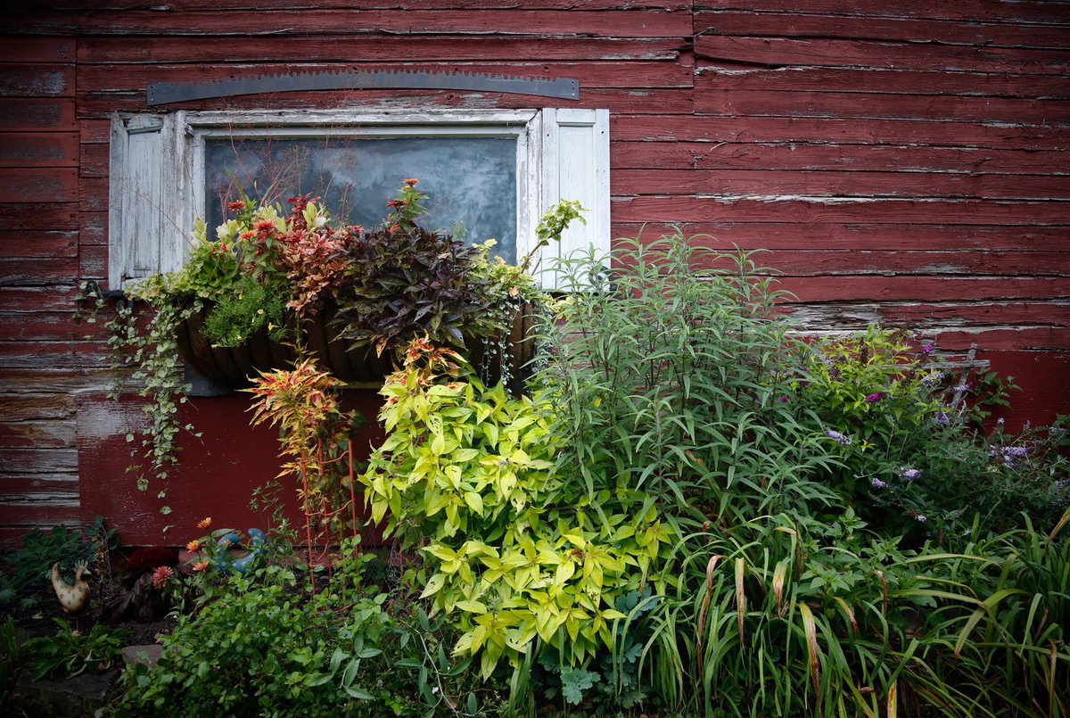 HockeyintheLV's tweet photo. Photo meditations in the garden
#magicintheordinary https://t.co/erYTW5AGbs