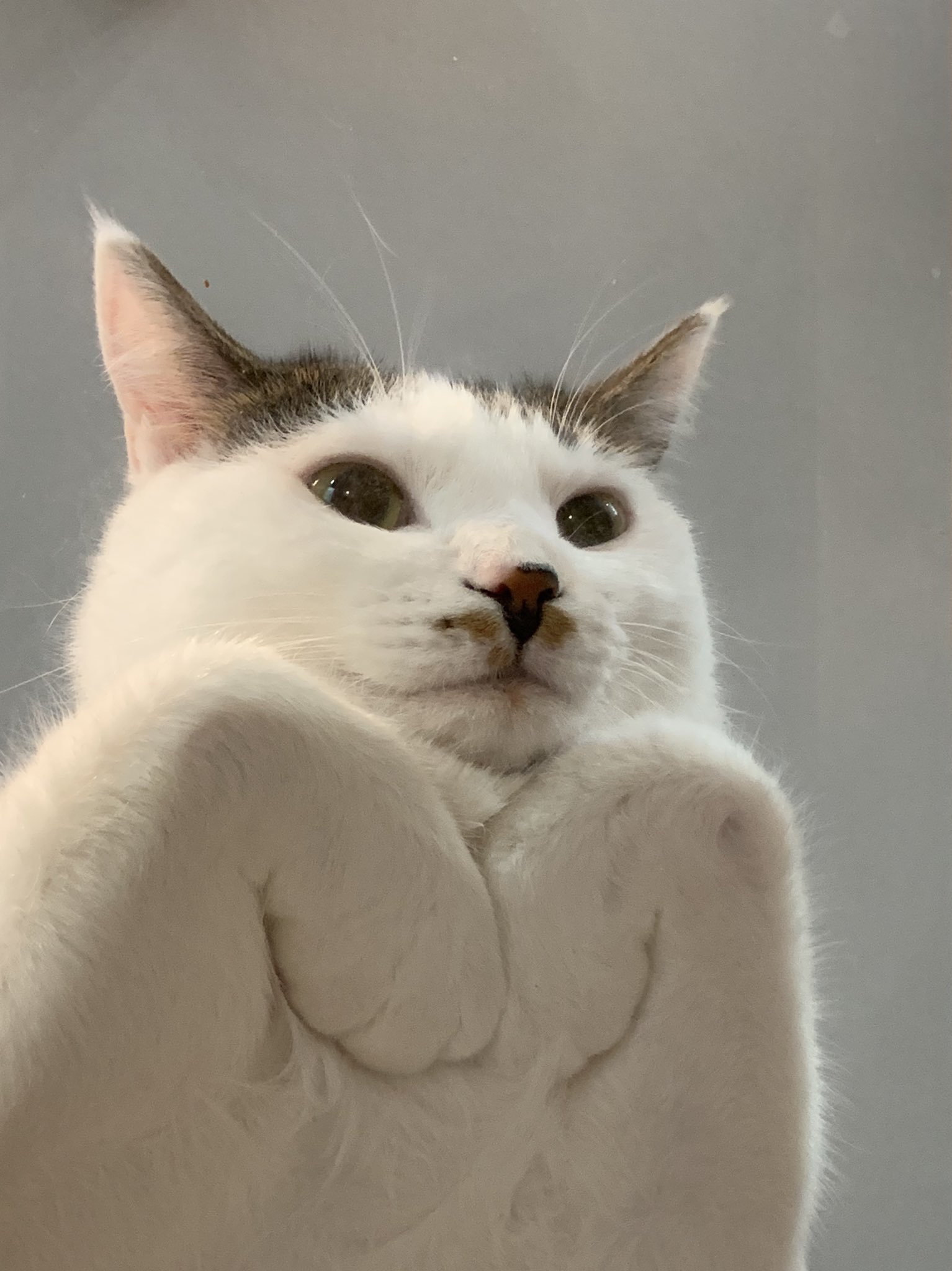 ニャーコ 昨日は こまさん 今日は 下からなぎちゃん なぎちゃんもいい感じ 猫 ねこ Cat なぎ 前髪猫 多頭飼い猫 しろきじ 下から キャットウォーク ブサカワ 香箱座り 猫と暮らす家 猫好きさんと繋がりたい T Co